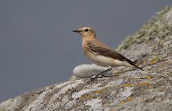 Wheatear photographed at Leree Shingle bank on 22/4/2011. Photo: &copy; Derek Bridel