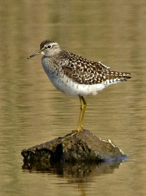 Wood Sandpiper photographed at Claire Mare [CLA] on 28/4/2011. Photo: &copy; Mike Cunningham