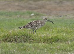 Whimbrel photographed at Colin Best NR [CNR] on 29/4/2011. Photo: &copy; Royston Carré