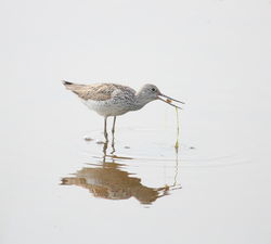 Greenshank photographed at Claire Mare [CLA] on 6/5/2011. Photo: &copy; Adrian Gidney