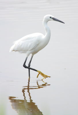 Little Egret photographed at Claire Mare [CLA] on 6/5/2011. Photo: &copy; Adrian Gidney