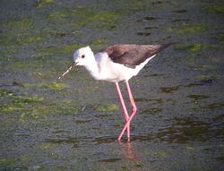 Black-winged Stilt photographed at Pulias [PUL] on 10/5/2011. Photo: &copy; Mark Guppy