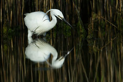 Little Egret photographed at Pulias [PUL] on 10/5/2011. Photo: &copy; Chris Bale