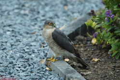 Sparrowhawk photographed at Rocquaine [ROC] on 17/6/2011. Photo: &copy; Steve and Hilary Wild
