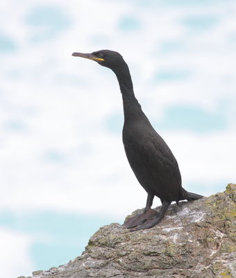Shag photographed at Pleinmont [PLE] on 21/6/2011. Photo: &copy; Adrian Gidney