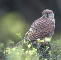 Kestrel photographed at Chouet [CHO] on 20/6/2011. Photo: &copy; Paul Bretel