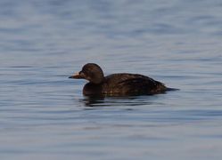 Common Scoter photographed at Pembroke [PEM] on 13/7/2011. Photo: &copy; Vic Froome