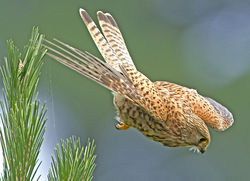 Kestrel photographed at Fermain [FER] on 15/7/2011. Photo: &copy; Mike Cunningham