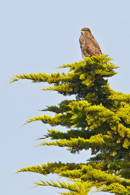 Buzzard photographed at Les Grantez, CAT [LGZ] on 26/4/2011. Photo: &copy; steve levrier