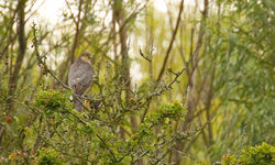 Sparrowhawk photographed at Rue des Bergers [BER] on 19/7/2011. Photo: &copy; Anthony Loaring