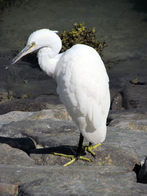 Little Egret photographed at QE2 Marina [QE2] on 25/7/2011. Photo: &copy; Cindy  Carre