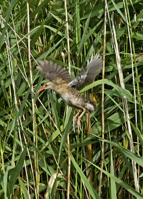 Water Rail photographed at Grands Marais/Pre [PRE] on 15/8/2011. Photo: &copy; Mike Cunningham