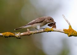 Spotted Flycatcher photographed at Marais Nord/Vale Marais [NOR] on 24/8/2011. Photo: &copy; Vic Froome
