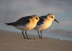 Sanderling photographed at L\'Eree [LER] on 28/8/2011. Photo: &copy; Adrian Gidney
