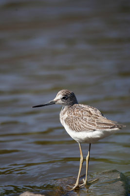 Greenshank photographed at Grands Marais/Pre [PRE] on 4/9/2011. Photo: &copy; Allan Phillips