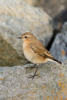 Wheatear photographed at Fort Doyle [DOY] on 5/9/2011. Photo: &copy; Rod Ferbrache
