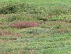 Tawny Pipit photographed at Colin Best NR [CNR] on 11/9/2011. Photo: &copy; Jamie Hooper