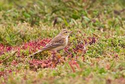 Tawny Pipit photographed at Colin Best NR [CNR] on 12/9/2011. Photo: &copy; Vic Froome