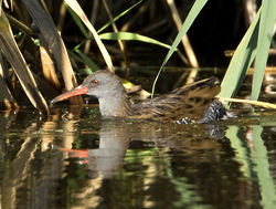 Water Rail photographed at Grands Marais/Pre [PRE] on 15/9/2011. Photo: &copy; Mike Cunningham