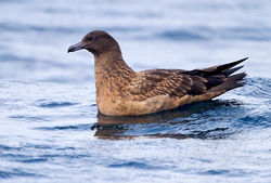 Great Skua photographed at Pelagic [PEL] on 25/9/2011. Photo: &copy; Chris Bale