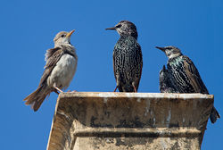 Rose-coloured Starling photographed at Vazon [VAZ] on 1/10/2011. Photo: &copy; Chris Bale