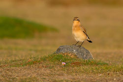 Wheatear photographed at Fort Doyle [DOY] on 2/10/2011. Photo: &copy; Rod Ferbrache