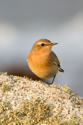 Wheatear photographed at Rousse [ROU] on 1/10/2011. Photo: &copy; Rod Ferbrache