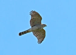 Sparrowhawk photographed at Vale Pond [VAL] on 3/10/2011. Photo: &copy; Mike Cunningham