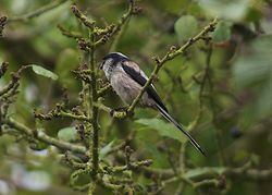 Long-tailed Tit photographed at Petit Bot on 4/10/2011. Photo: &copy; Royston Carré