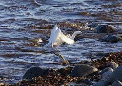 Little Egret photographed at Pulias [PUL] on 2/10/2011. Photo: &copy; Royston Carré
