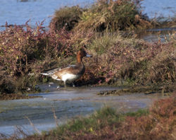 Wigeon photographed at Colin Best NR [CNR] on 3/10/2011. Photo: &copy; Cindy  Carre
