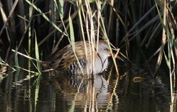 Water Rail photographed at Grands Marais/Pre [PRE] on 25/9/2011. Photo: &copy; Paul Bretel