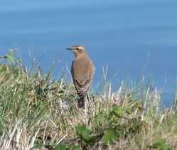 Wheatear photographed at Mt. Herault [MHE] on 15/10/2011. Photo: &copy; Mark Guppy
