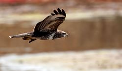 Buzzard photographed at la claire Mare on 15/10/2011. Photo: &copy; Allan Phillips
