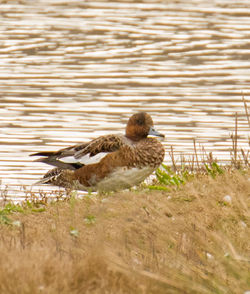Wigeon photographed at Claire Mare [CLA] on 16/10/2011. Photo: &copy; Anthony Loaring