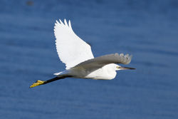 Little Egret photographed at Perelle [PER] on 14/10/2011. Photo: &copy; Rod Ferbrache