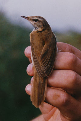 Paddyfield Warbler photographed at Claire Mare on 19/8/1993. Photo: &copy; Phil Atkinson