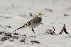 Pied Wagtail photographed at Vazon [VAZ] on 22/10/2011. Photo: &copy; Rod Ferbrache