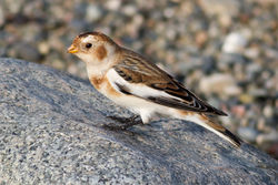 Snow Bunting photographed at Claire Mare [CLA] on 29/10/2011. Photo: &copy; Rod Ferbrache