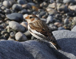 Snow Bunting photographed at L\'Eree [LER] on 29/10/2011. Photo: &copy; Paul Bretel