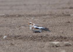 Snow Bunting photographed at L\'Eree [LER] on 30/10/2011. Photo: &copy; Mark Guppy