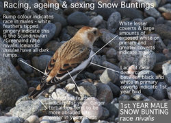 Snow Bunting photographed at Claire Mare [CLA] on 29/10/2011. Photo: &copy; Paul Carre