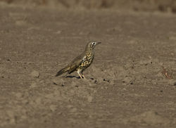 Mistle Thrush photographed at Lihou Headland [LCH] on 1/11/2011. Photo: &copy; Mike Cunningham