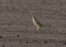 Mistle Thrush photographed at Lihou Headland [LCH] on 3/11/2011. Photo: &copy; Cindy  Carre