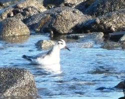 Grey Phalarope photographed at Fort Le Crocq [FLC] on 13/11/2011. Photo: &copy; Mark Guppy