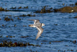 Grey Phalarope photographed at Fort Le Crocq [FLC] on 13/11/2011. Photo: &copy; Rod Ferbrache