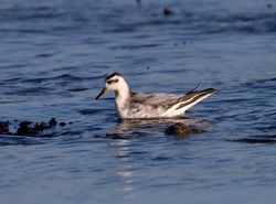 Grey Phalarope photographed at Fort Le Crocq [FLC] on 13/11/2011. Photo: &copy; Vic Froome
