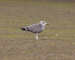 Herring Gull photographed at Lihou Headland on 6/11/2011. Photo: &copy; Cindy  Carre