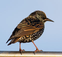 Starling photographed at Castle Cornet [CAS] on 19/11/2011. Photo: &copy; Rod Ferbrache
