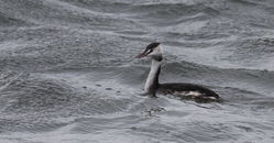 Great Crested Grebe photographed at Perelle [PER] on 29/11/2011. Photo: &copy; Paul Bretel